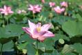 sacred lotus,bean of india